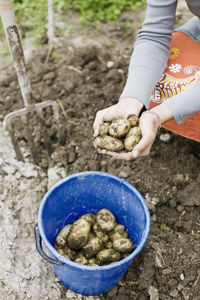 Cropped image of person collecting potatoes on field