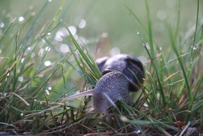 Close-up of a lizard on grass