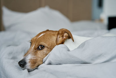 Close up shot of cute dog sleeping in bed.