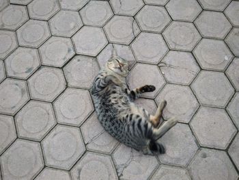 High angle view of cat on footpath