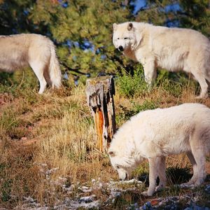 Pack of wolves in a forest