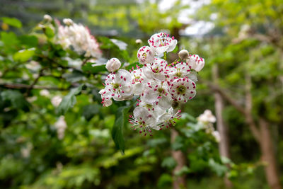 Close-up of pink cherry blossoms in spring
