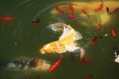 Koi fish swimming in a pond