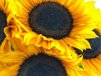 Close-up of sunflower