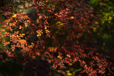 Red leaves in autumn. colors of autumn. beautiful background bushes. plants in nature.