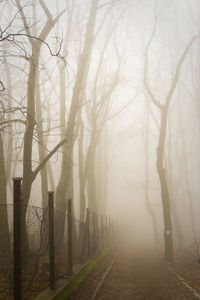 Bare trees in foggy weather