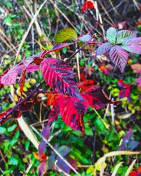 Close-up of leaves