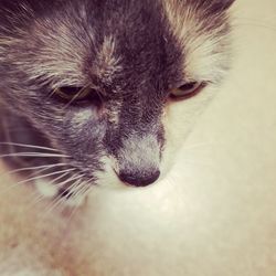 Close-up portrait of cat