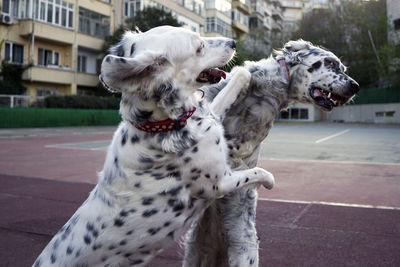 Dogs playing in the park