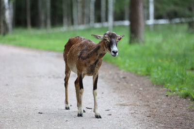 The mouflon in the forest reserve