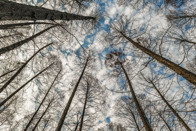 Low angle view of bare trees against sky