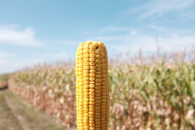 Close-up of sweetcorn against field