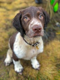 Springer puppy - 4 months old.