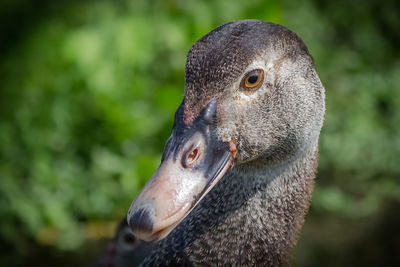 Close-up portrait of bird