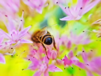 Close-up of bee pollinating on pink flower