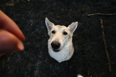 Portrait of dog with hand