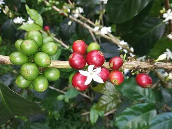 Close-up of cherries on tree