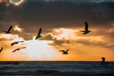 Seagulls flying over sea against sky during sunset