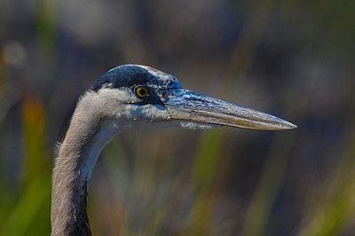 Close-up of a bird