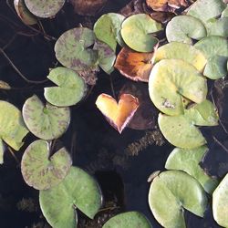 Close-up of heart shape leaf floating on water