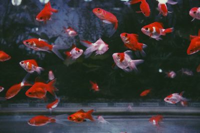 Close-up of goldfish swimming in aquarium