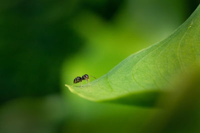 Close-up of insect on leaf