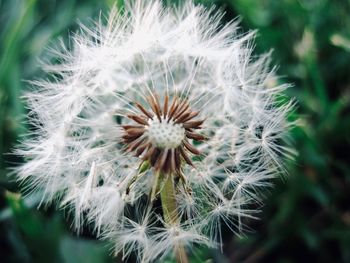 Close-up of dandelion flower