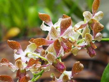 Close-up of flowers blooming outdoors