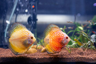 Close-up of fish swimming in aquarium