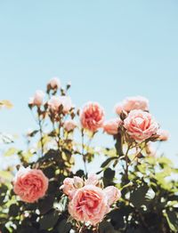 Close-up of pink rose against clear sky