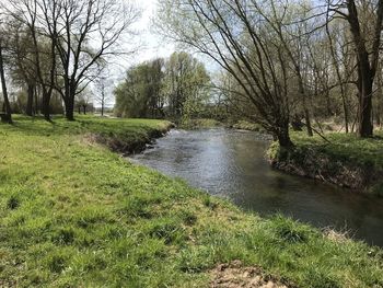 Scenic view of river amidst trees in forest