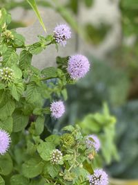 Close-up of purple flowering plant