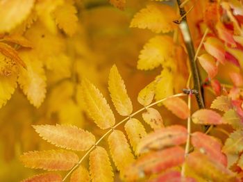 Close-up of yellow flowering plant during autumn