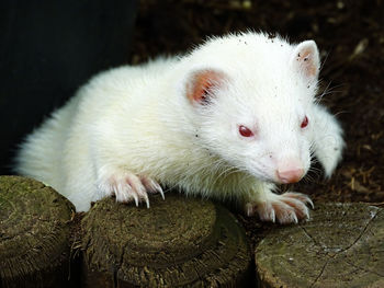 Close-up of albino ferret 