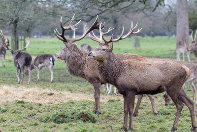 Deer on grassy field