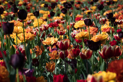 Close-up of tulips in field