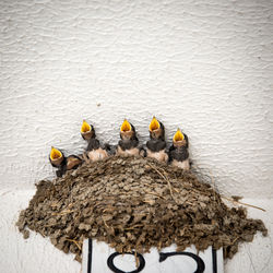 Young birds in nest against wall