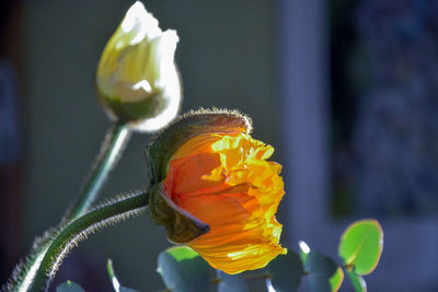Close-up of rose bud
