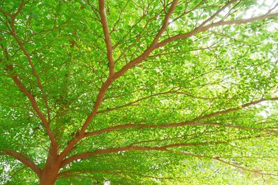 Low angle view of tree in forest