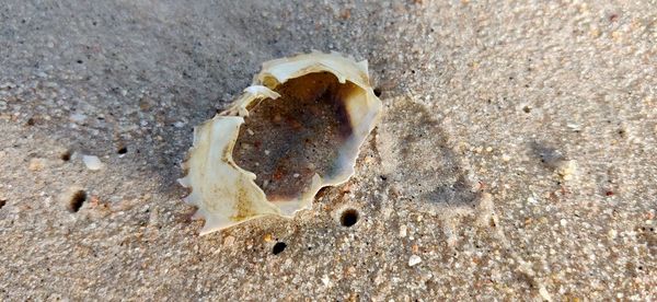 High angle view of seashell on sand