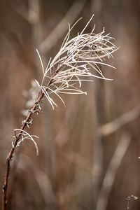 Close-up of dried plant on field