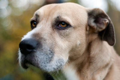 Close-up portrait of dog