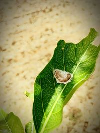 Close-up of insect on leaf