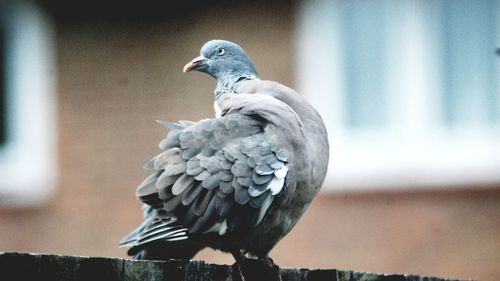 Close-up of pigeon perching