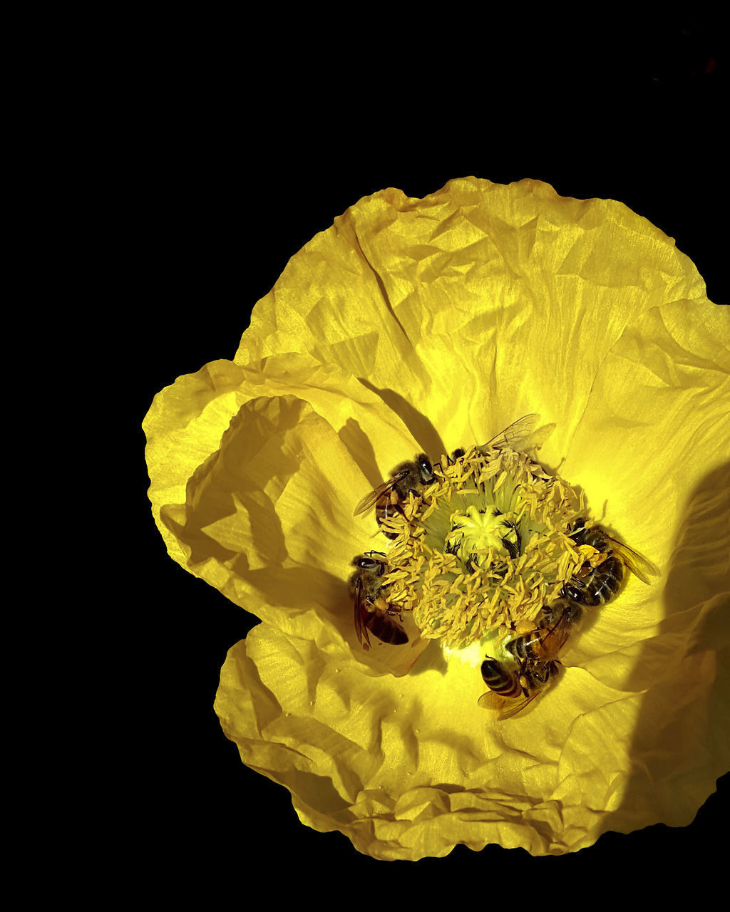 CLOSE-UP OF YELLOW ROSE ON BLACK BACKGROUND