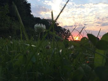 Plants growing on field against cloudy sky