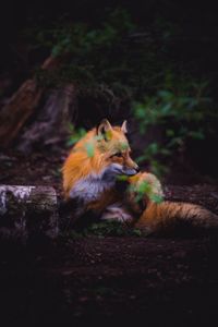 Fox sitting on field in forest