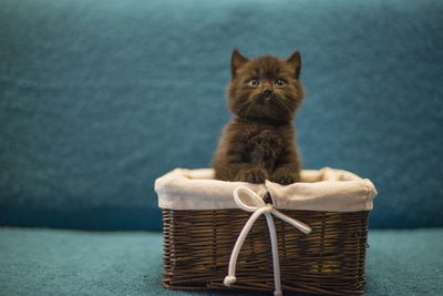 Portrait of cat sitting on wicker basket