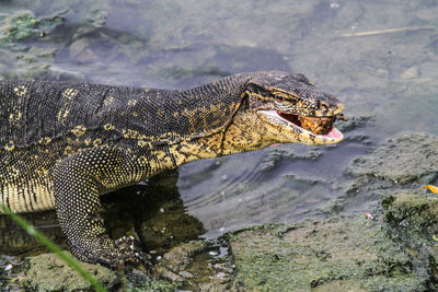 Close-up of a reptile in the water