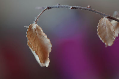 Close-up of dry leaf on twig